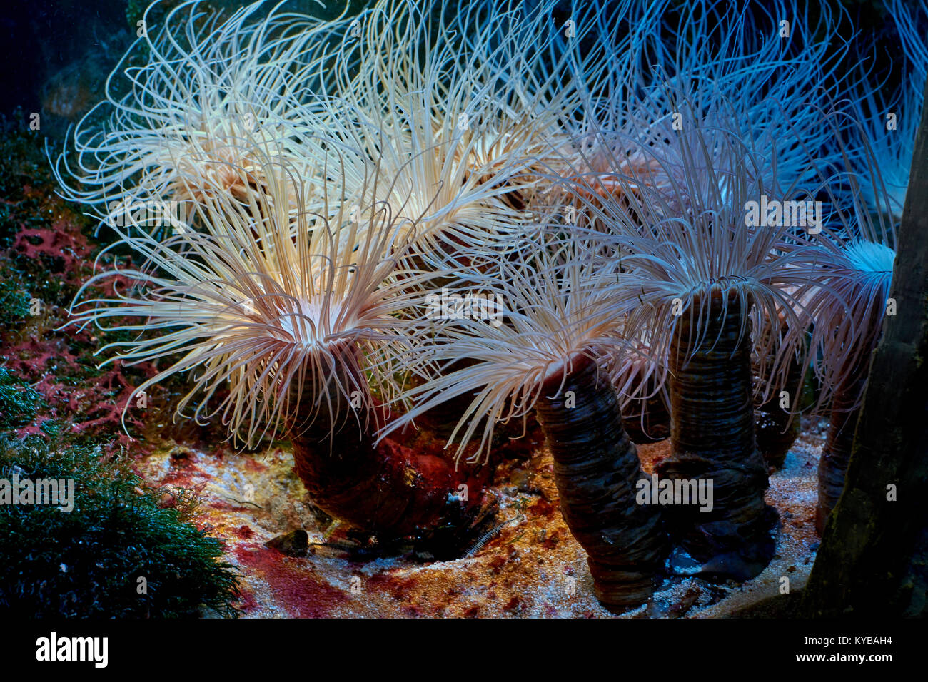 Exotic Tropical underwater predator cerianthus (tubo-dimora) anemone Foto Stock
