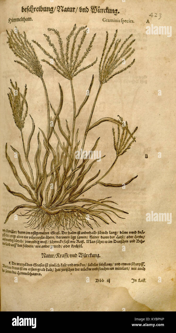 Un'illustrazione botanica del "New Kreüterbuch" con disegni etichettati di piante utilizzate per scopi medicinali, che riflettono le prime pratiche scientifiche e artistiche moderne. Foto Stock