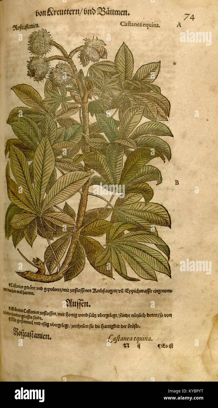 Il "New Kreterbuch" è una raccolta storica che contiene registrazioni di dati geografici, culturali o scientifici, che offre informazioni dettagliate sulle prime pratiche di documentazione europea moderna. Foto Stock