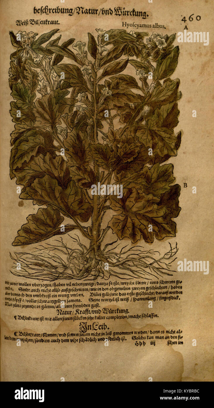 Il "nuovo Kreüterbuch" è un lavoro dettagliato che documenta gli usi medicinali delle piante, fornendo preziose informazioni sui trattamenti vegetali e sui metodi di guarigione utilizzati in vari contesti culturali e storici. Foto Stock