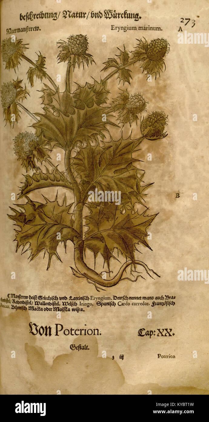 *New Kreterbuch* è un manoscritto scientifico che descrive specie antiche e scoperte paleontologiche, contribuendo alla conoscenza della storia naturale. Foto Stock