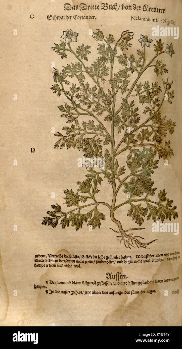 Un'illustrazione del nuovo Kreterbuch raffigurante una specie di creatura documentata per lo studio della storia naturale e riferimenti biologici all'interno del testo. Foto Stock