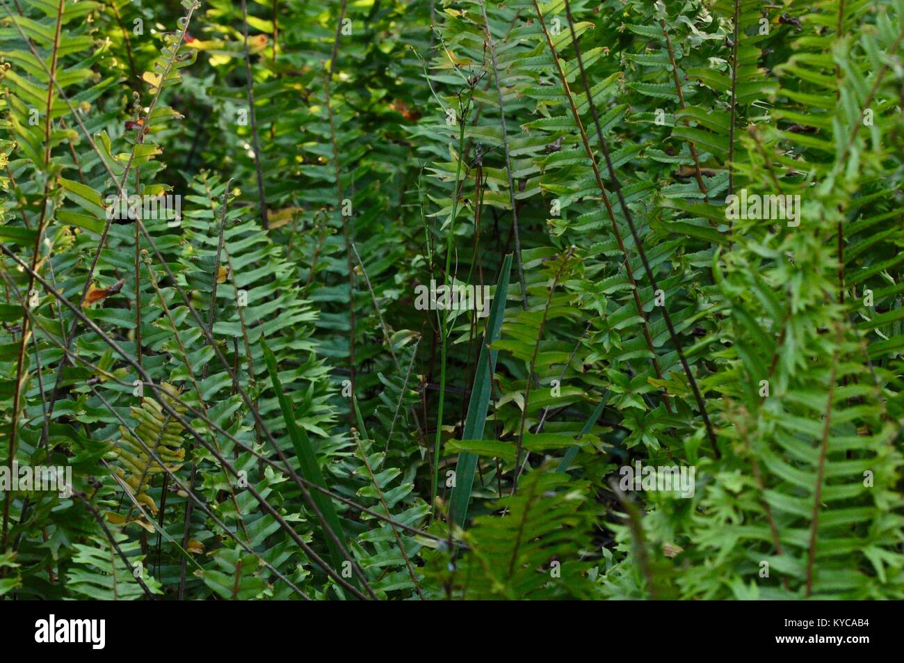 Nativo di felci che cresce in Finch Hatton Gorge, Gorge Road, Finch Hatton, Queensland, Australia Foto Stock