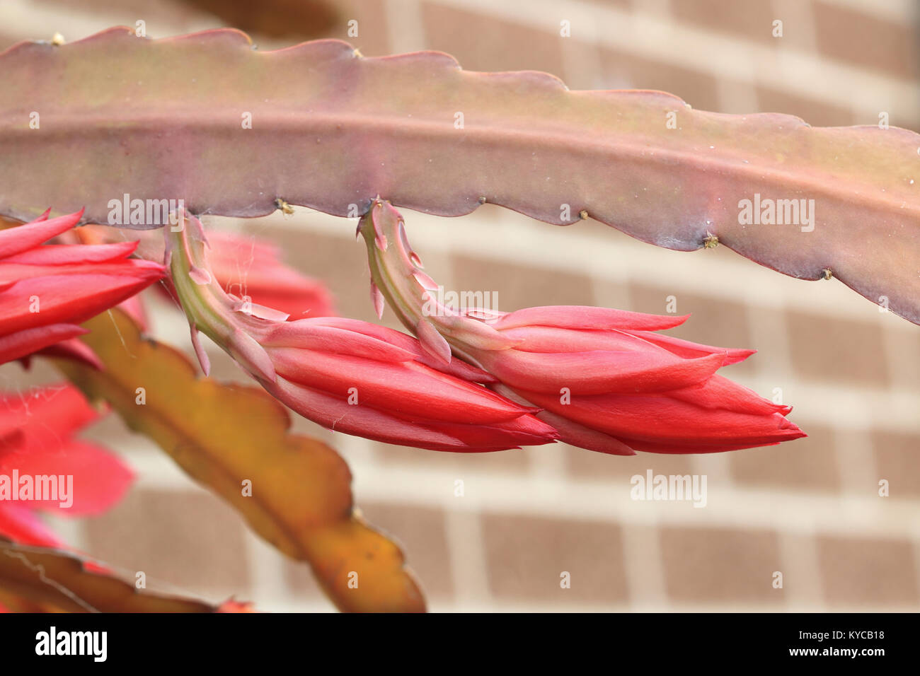 Close up Epiphyllum o orchid cactus con boccioli di fiori Foto Stock