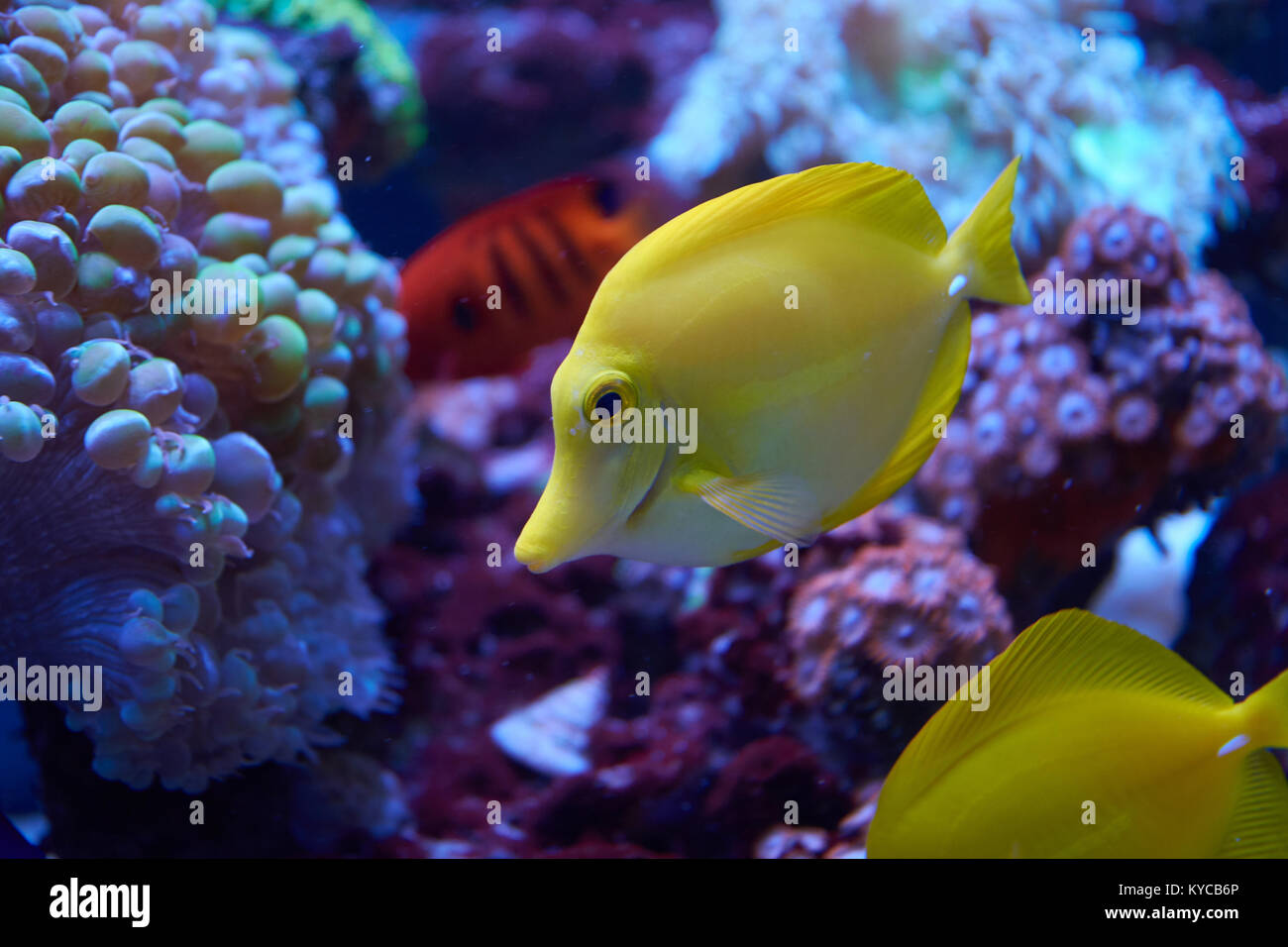 La linguetta gialla accanto a pesci coralli in acquario Foto Stock