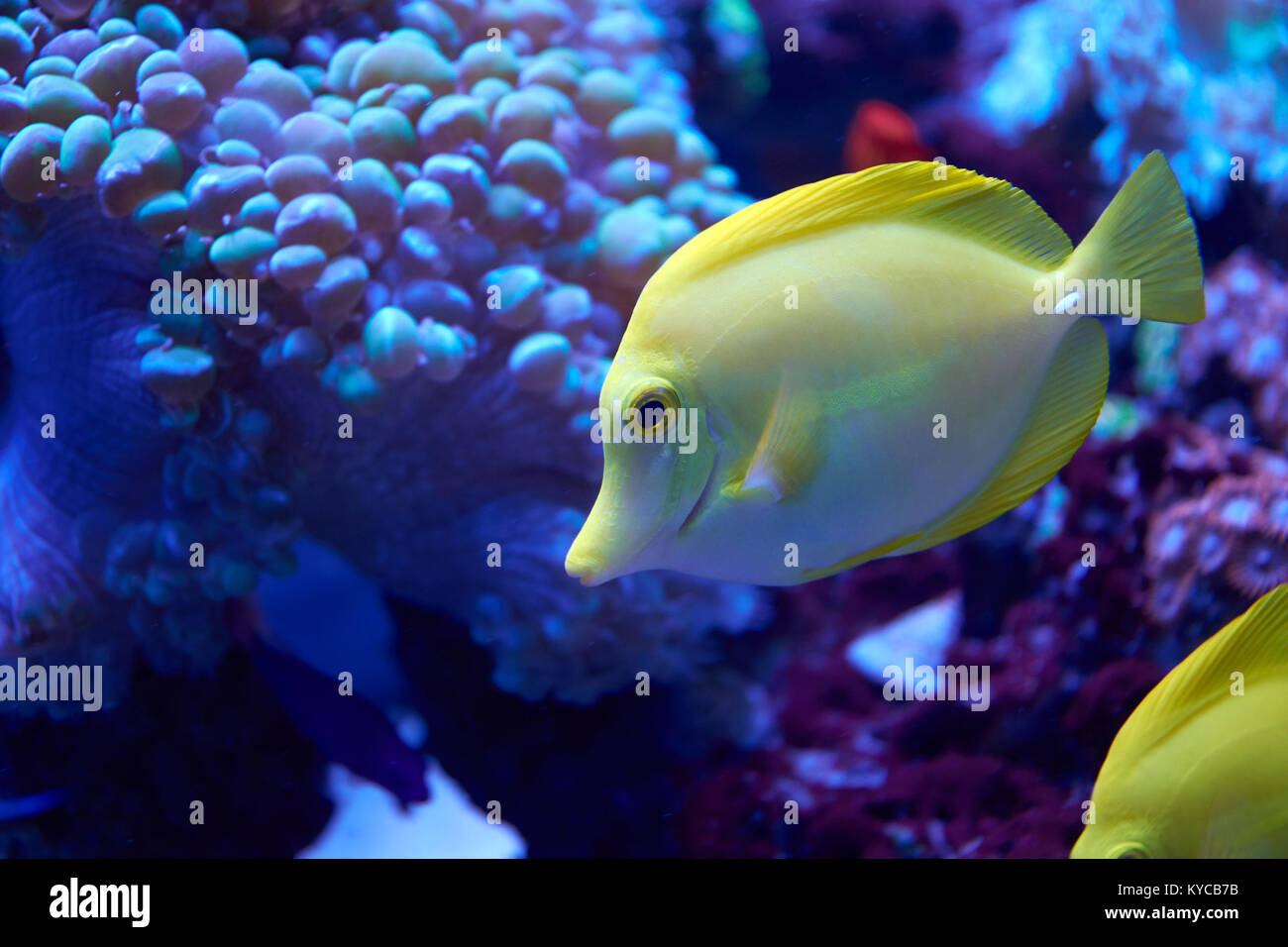 La linguetta gialla accanto a pesci coralli in acquario Foto Stock