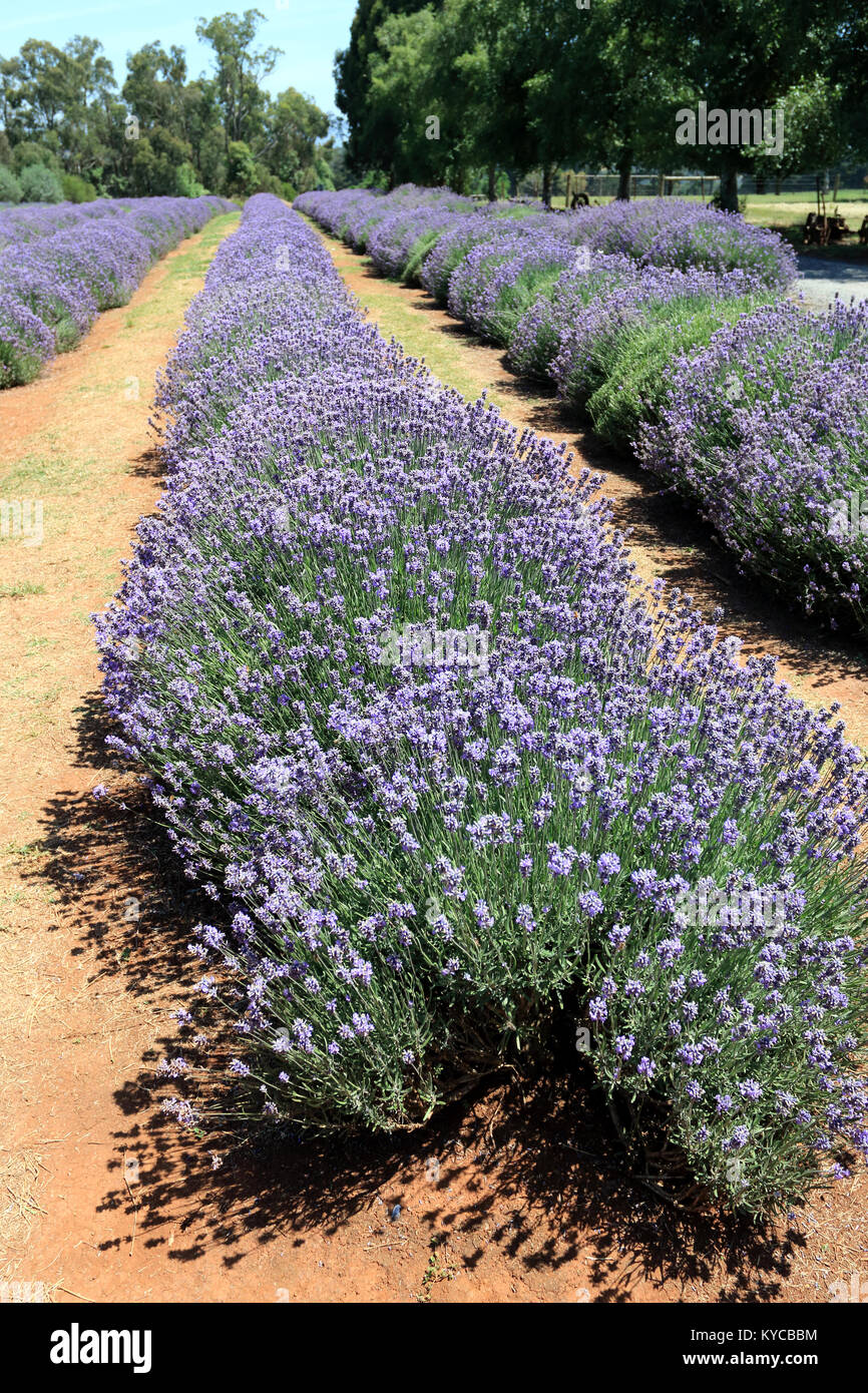 Lavandula angustifolia o noto come lavanda inglese Foto Stock