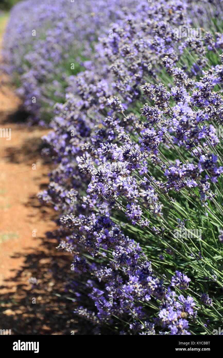 Lavandula angustifolia o noto come lavanda inglese Foto Stock