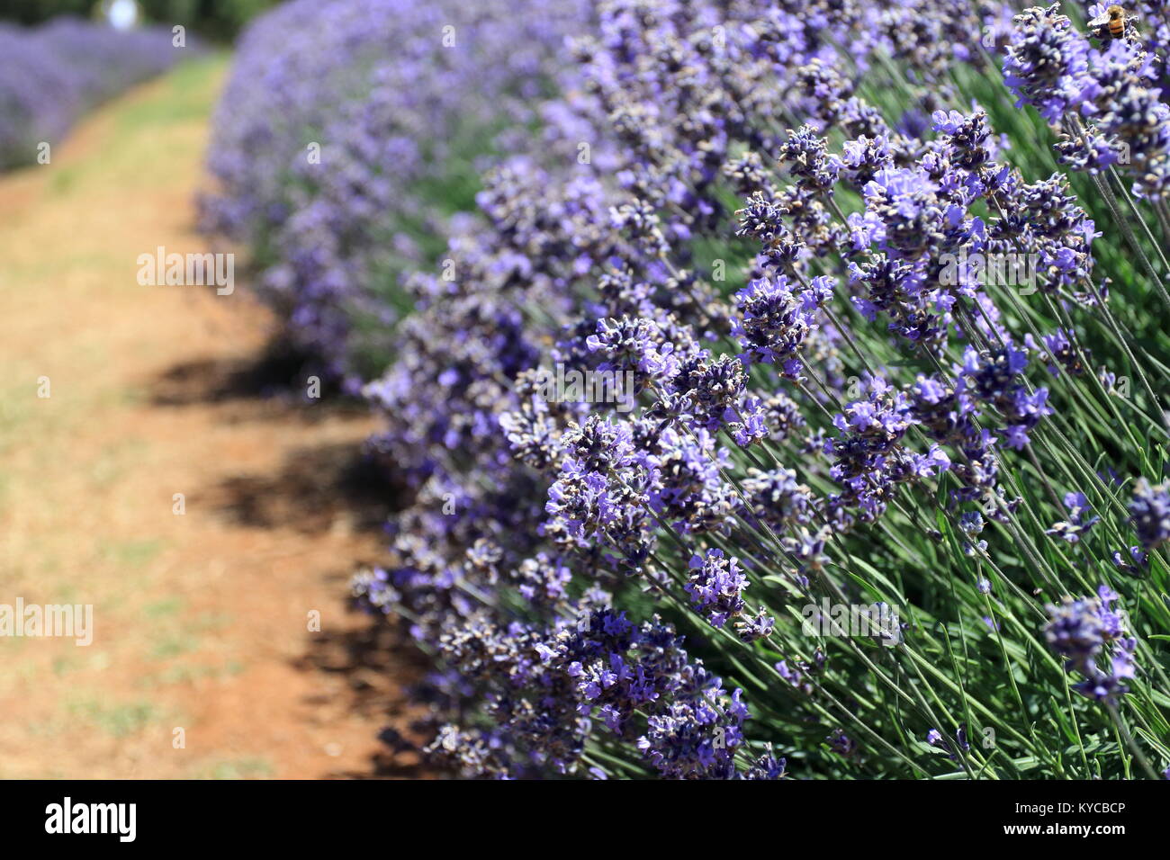 Lavandula angustifolia o noto come lavanda inglese Foto Stock