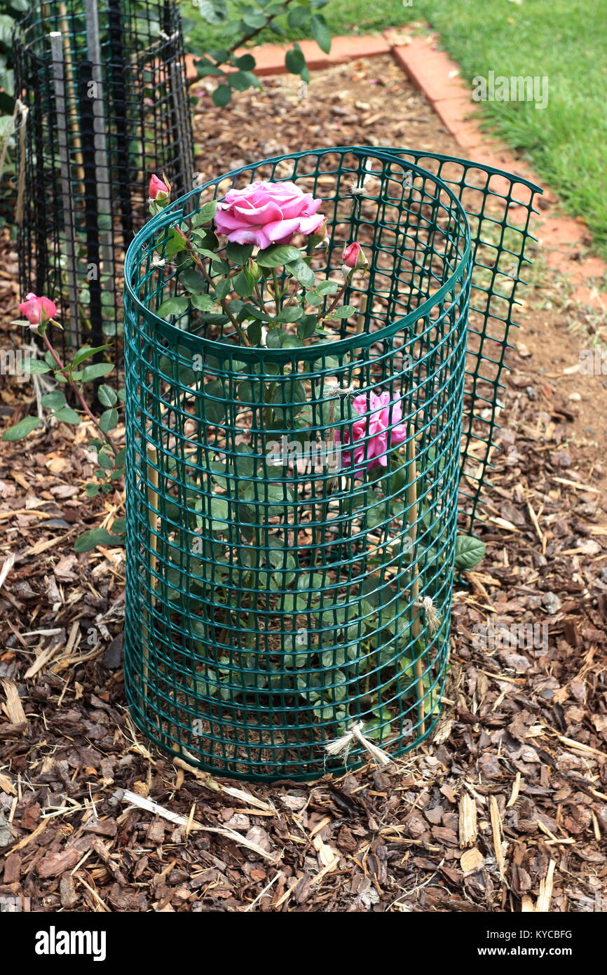 Gabbia per Protezione per Piante 5 Pacchetti 38,98 x 38,98cm, Kit di Gabbia per Protezioni per Piante Rete Metallica, Gabbie per Piante da Esterno, Fiori Verdure da Giardino Cortile Orto | IT