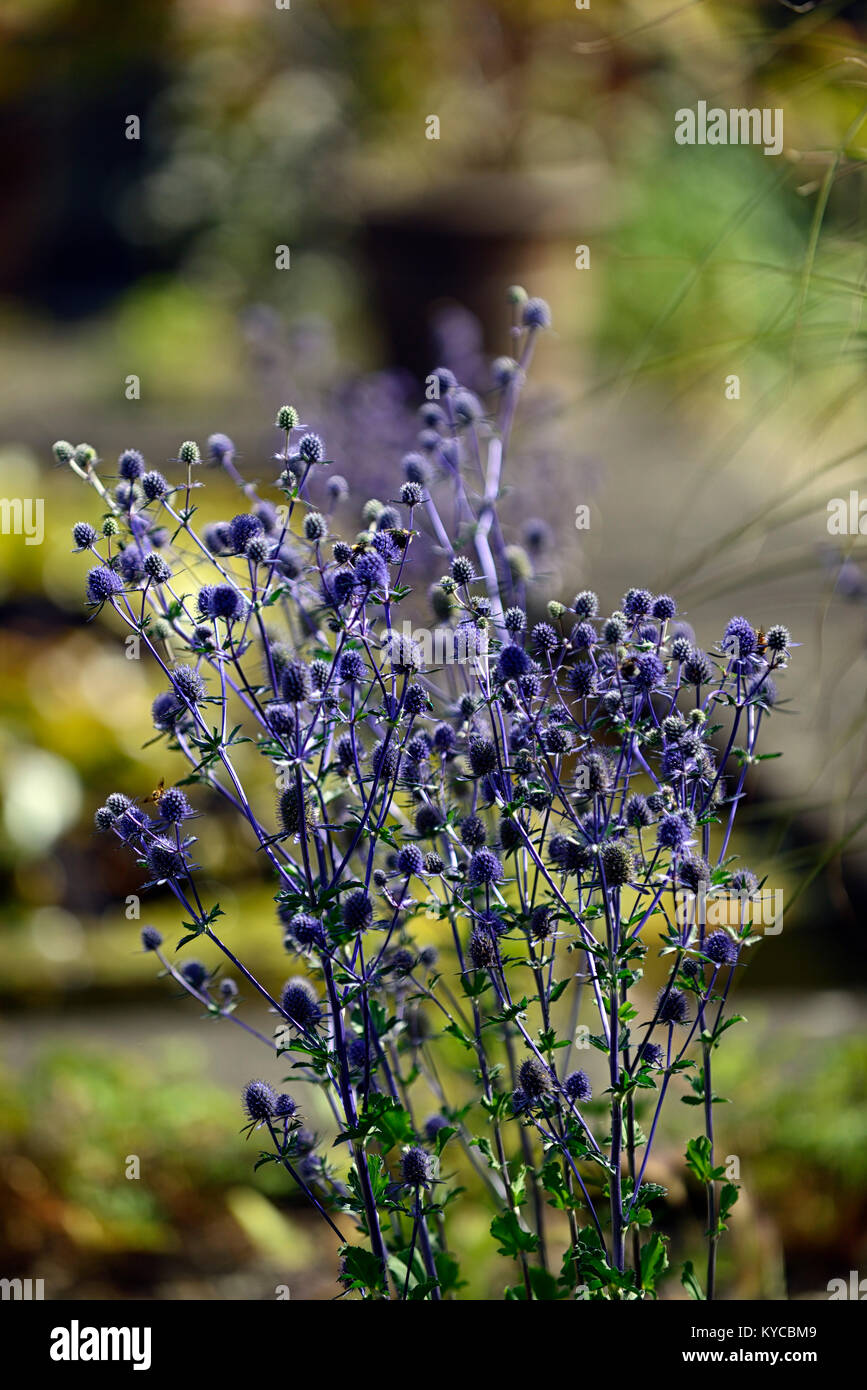 Eryngium × zabelii Jos Eijking,blue thistle,mare blu holly,fiore,fiori,fioritura,bract,brattee,giardino,giardino,RM Floral Foto Stock