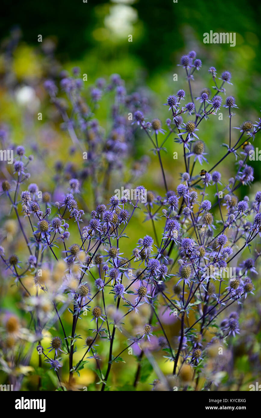 Eryngium × zabelii Jos Eijking,blue thistle,mare blu holly,fiore,fiori,fioritura,bract,brattee,giardino,giardino,RM Floral Foto Stock