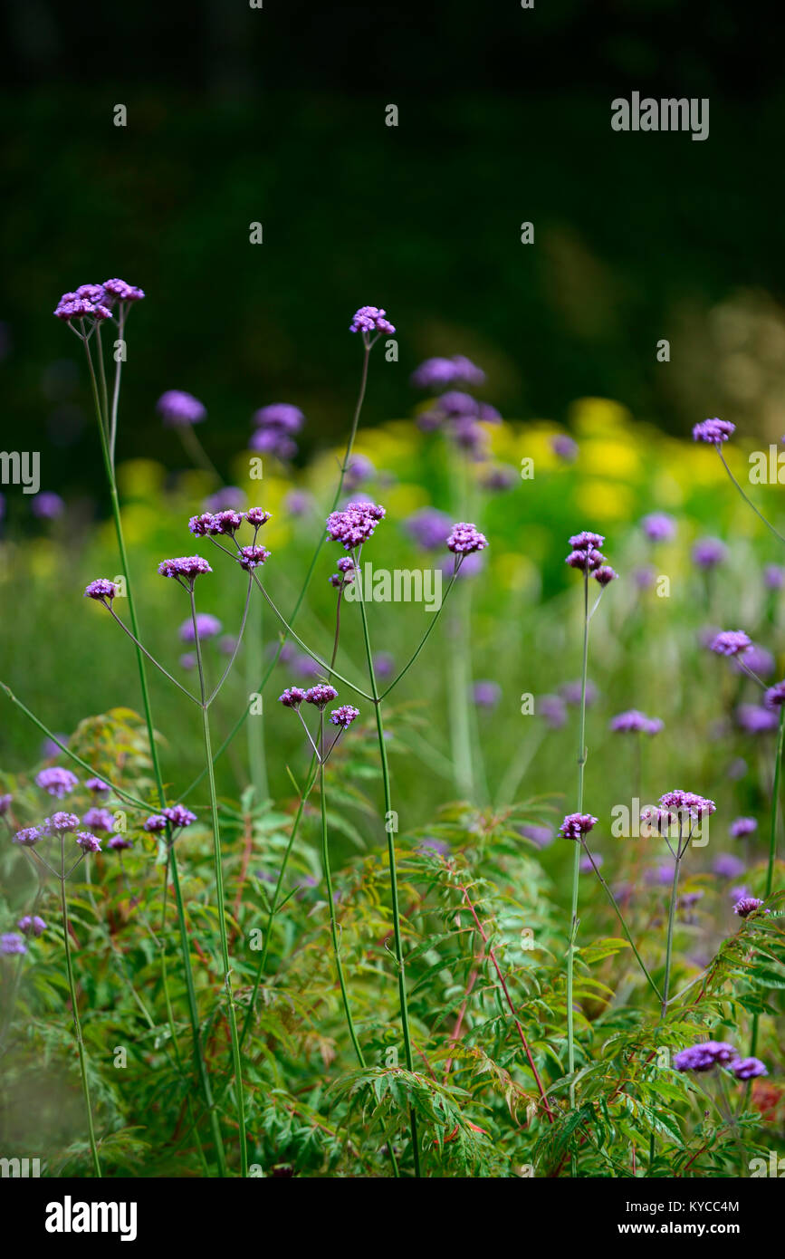 Verbena bonariensis,deriva,viola,fiore,fiori,prairie piantagione,stile,giardino,giardino,RM Floral Foto Stock