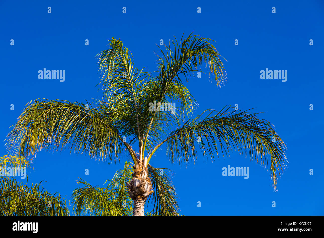 Guardando verso l'alto un verde Palm tree contro un profondo cielo blu Foto Stock