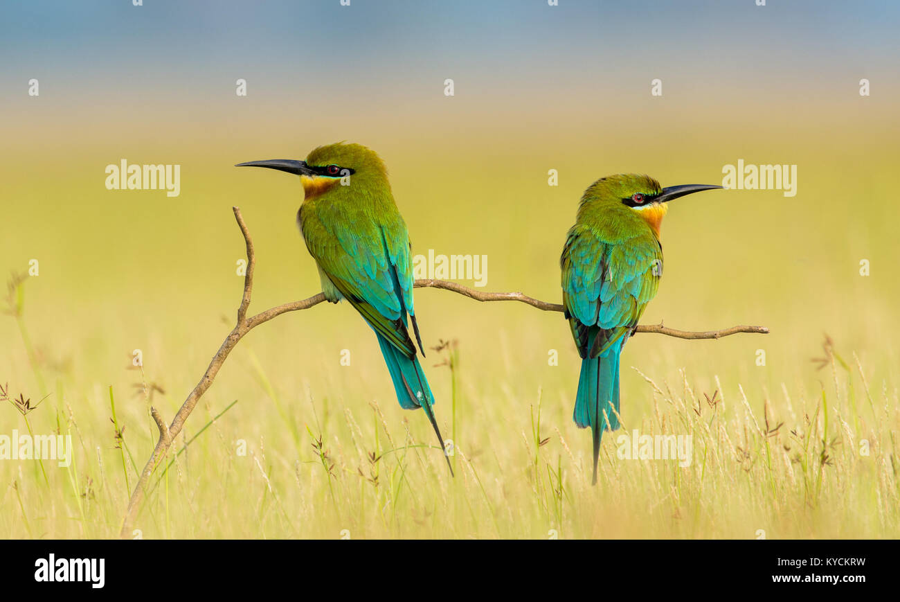 Due mangiatori d'api a coda blu (Merops philippinus) appollaiato su un piccolo ramo di un albero a livello del suolo alla ricerca di piccoli insetti Foto Stock