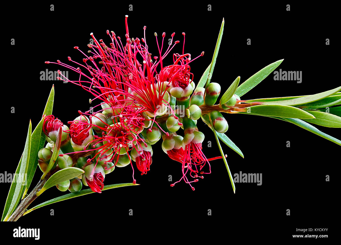 Scovolino da bottiglia con fiore immagine mediante foto-pila dando elevata profondità di campo Foto Stock