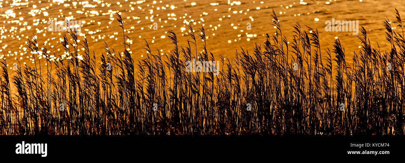 Un sillohette di erba alta contro un estate sfondo al tramonto e aprire una palude Foto Stock