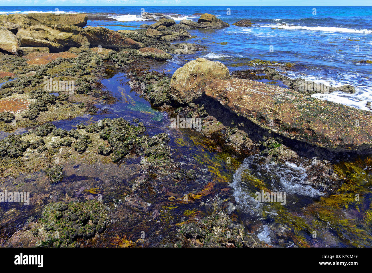 Colori vibranti di vita acquatica nelle piscine di roccia e la zona di marea di costa rocciosa spiaggia in Australia Foto Stock