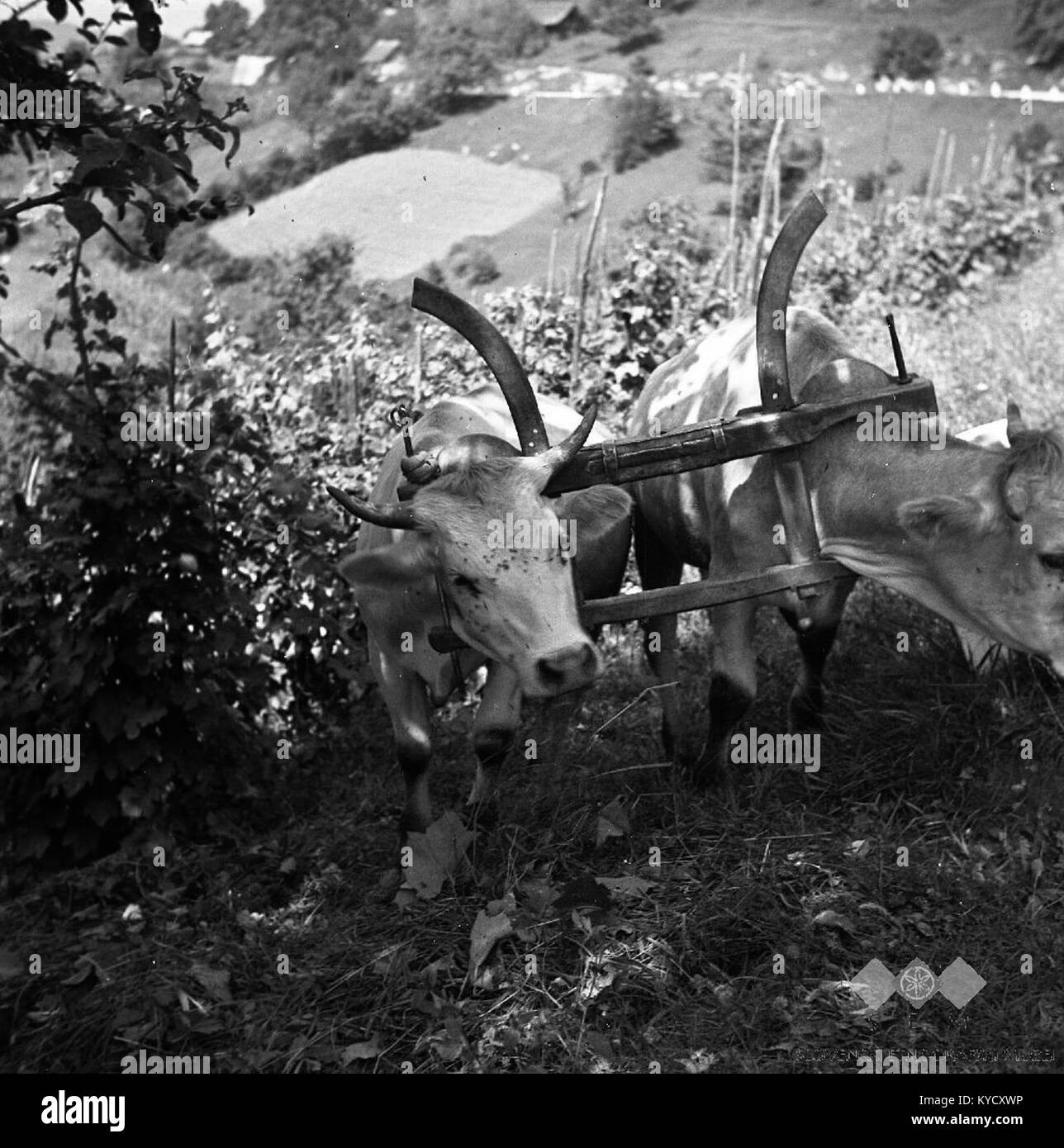 Una fotografia del 1956 di Črešnjevec intitolata Par volov z jarmom ("Una coppia di buoi con giogo"), che mostra due buoi sfruttati insieme per il lavoro agricolo, illustrando la vita rurale e i metodi tradizionali di agricoltura in Slovenia. Foto Stock