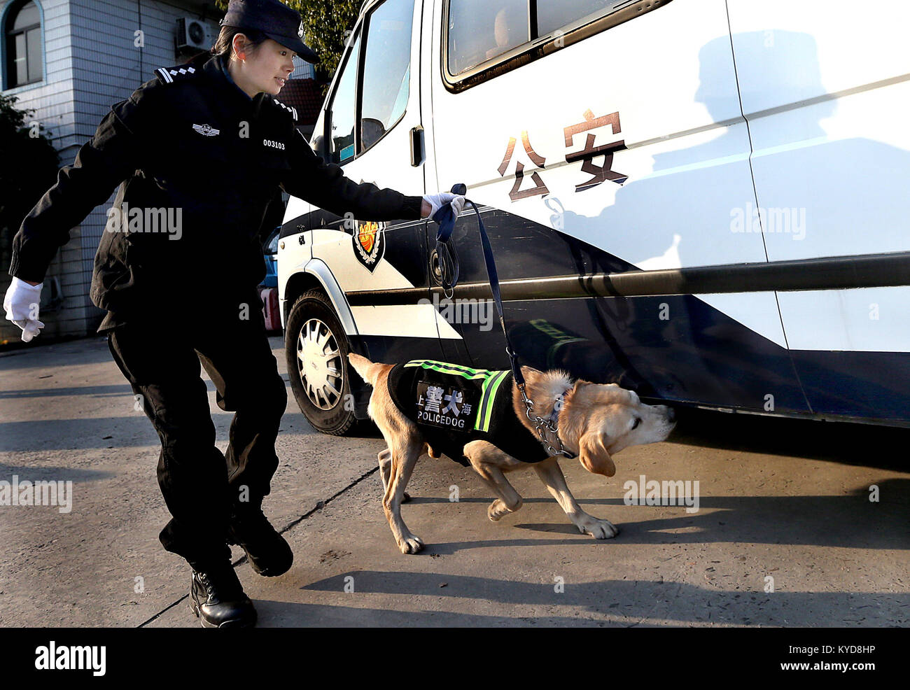 (180114) -- Shanghai, 14 gennaio 2018 (Xinhua) -- Un policedog riceve rilevamento esplosivi formazione in Oriente della Cina di Shanghai, 14 gennaio 2018. La decima divisione dell'indagine penale squadrone di Shanghai Public Security Bureau ha più di 100 policedogs. I cani hanno dovuto tenere allenamento quotidiano anche in inverno freddo al fine di mantenere la loro memoria e altre abilità. (Xinhua/Fan Jun) (qxy) Foto Stock