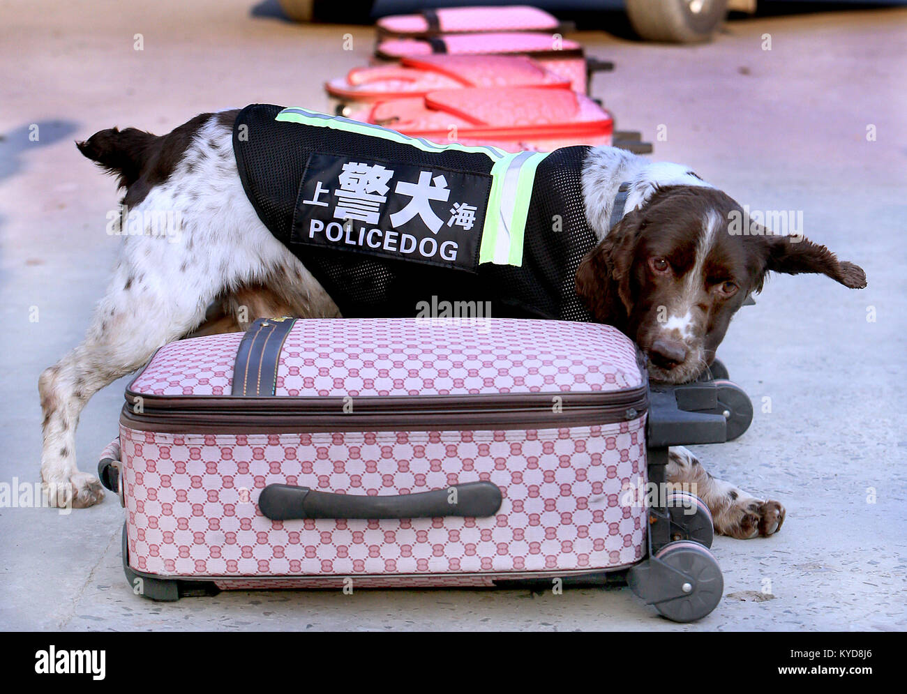 (180114) -- Shanghai, 14 gennaio 2018 (Xinhua) -- Un policedog riceve di rilevamento di farmaco in formazione a est della Cina di Shanghai, 14 gennaio 2018. La decima divisione dell'indagine penale squadrone di Shanghai Public Security Bureau ha più di 100 policedogs. I cani hanno dovuto tenere allenamento quotidiano anche in inverno freddo al fine di mantenere la loro memoria e altre abilità. (Xinhua/Fan Jun) (qxy) Foto Stock