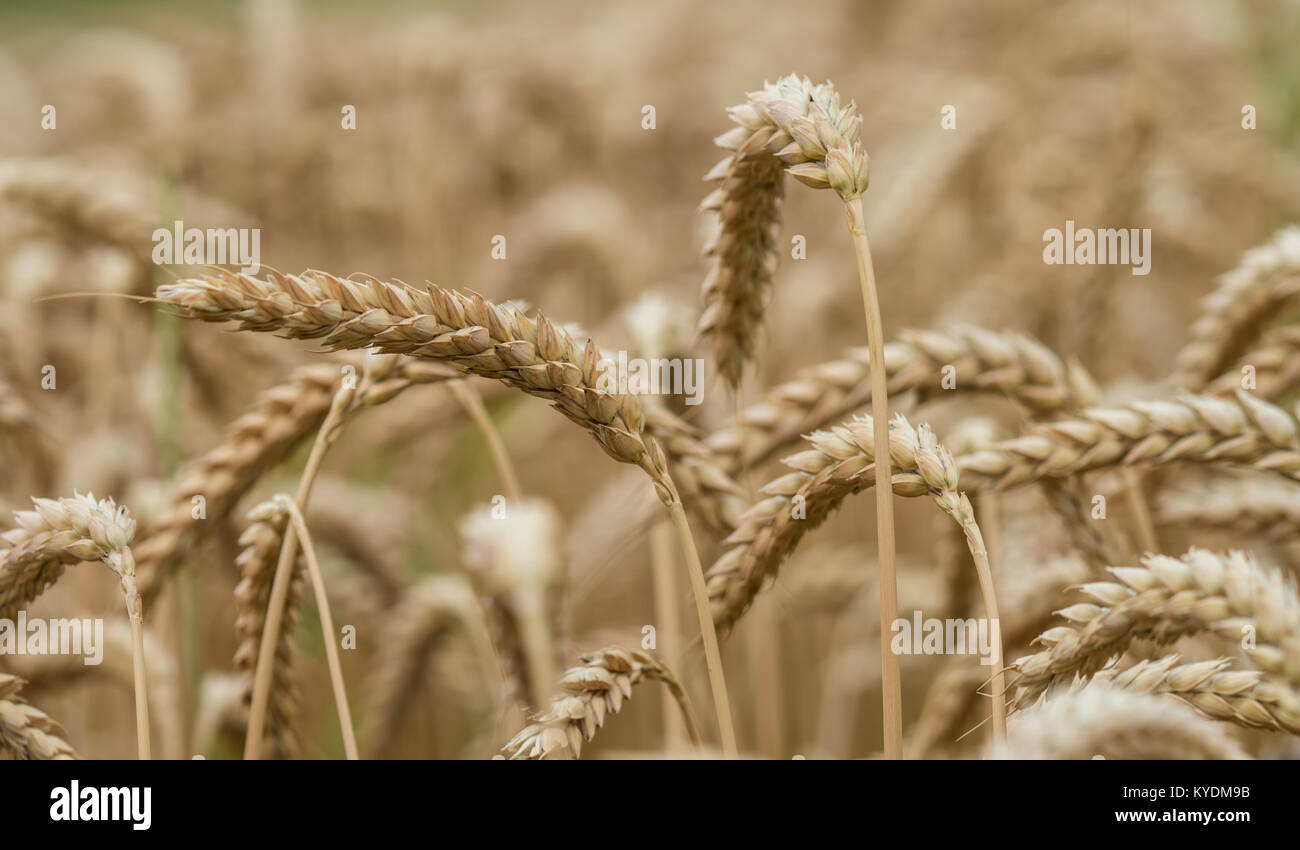 Dorate spighe di grano pronto per la mietitura Foto Stock