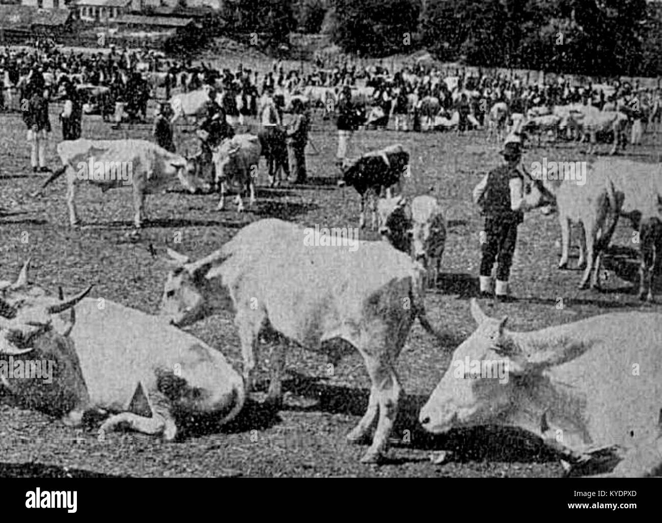 La Târgul de vite din Pitești, o fiera del bestiame di Pitești, è un evento tradizionale rumeno che mette in evidenza le pratiche agricole regionali e il commercio del bestiame, che rappresenta un aspetto del patrimonio rurale della Romania. Foto Stock