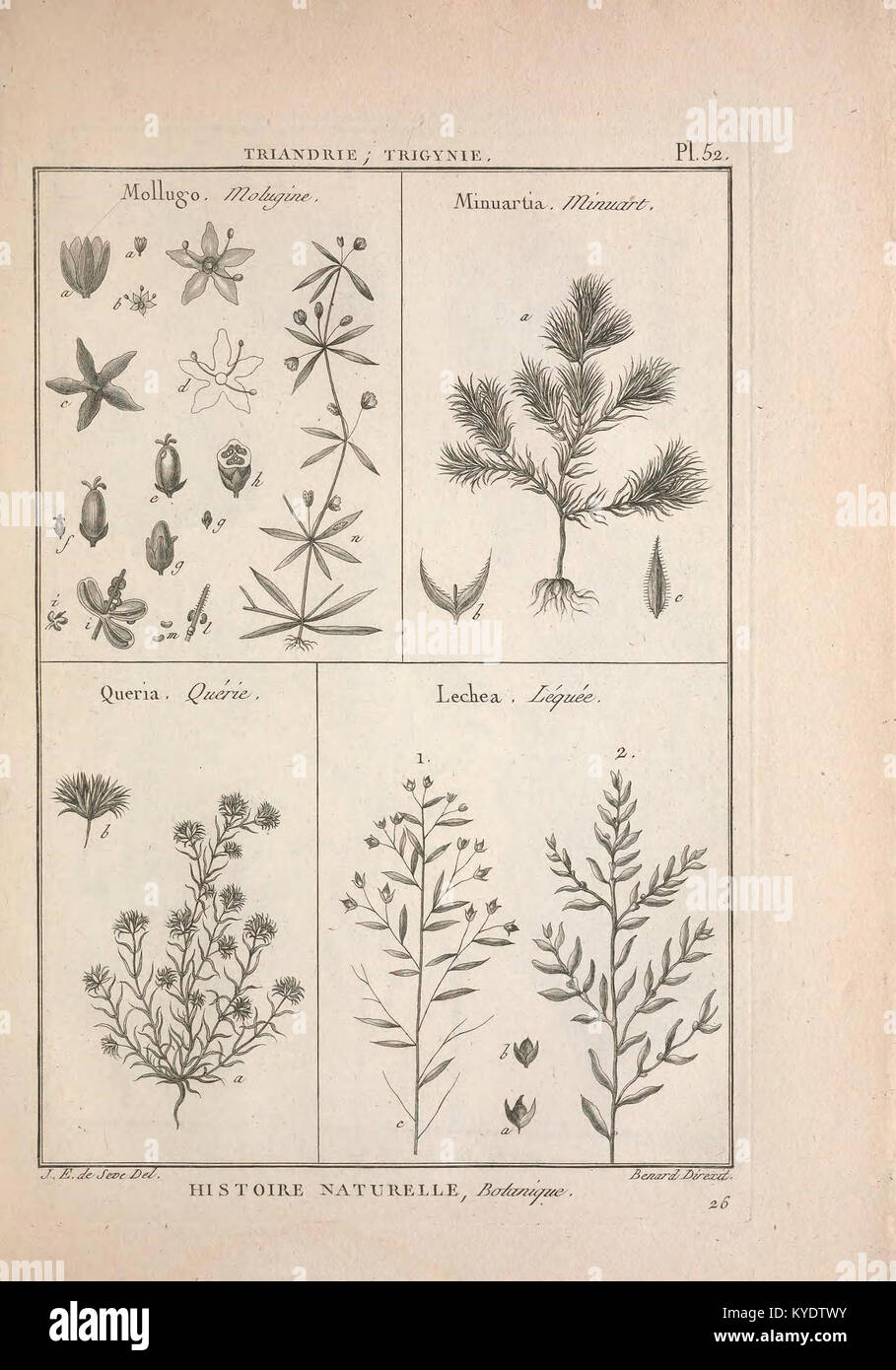 Tableau encyclopédique et méthodique des Trois règnes de la Nature (12459109395) Foto Stock