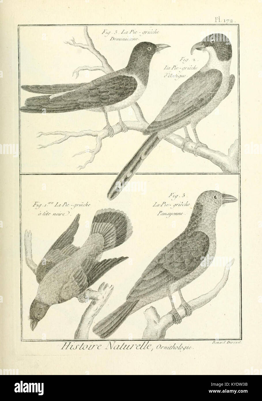 Un'illustrazione tratta da "Tableau encyclopédique et méthodique des trois règnes de la nature", un'opera enciclopedica sul mondo naturale, che mostra la dettagliata classificazione di piante, animali e minerali nel XVIII secolo. Foto Stock Un'illustrazione tratta da "Tableau encyclopédique et méthodique des trois règnes de la nature", un'opera enciclopedica sul mondo naturale, che mostra la dettagliata classificazione di piante, animali e minerali nel XVIII secolo. Foto Stock