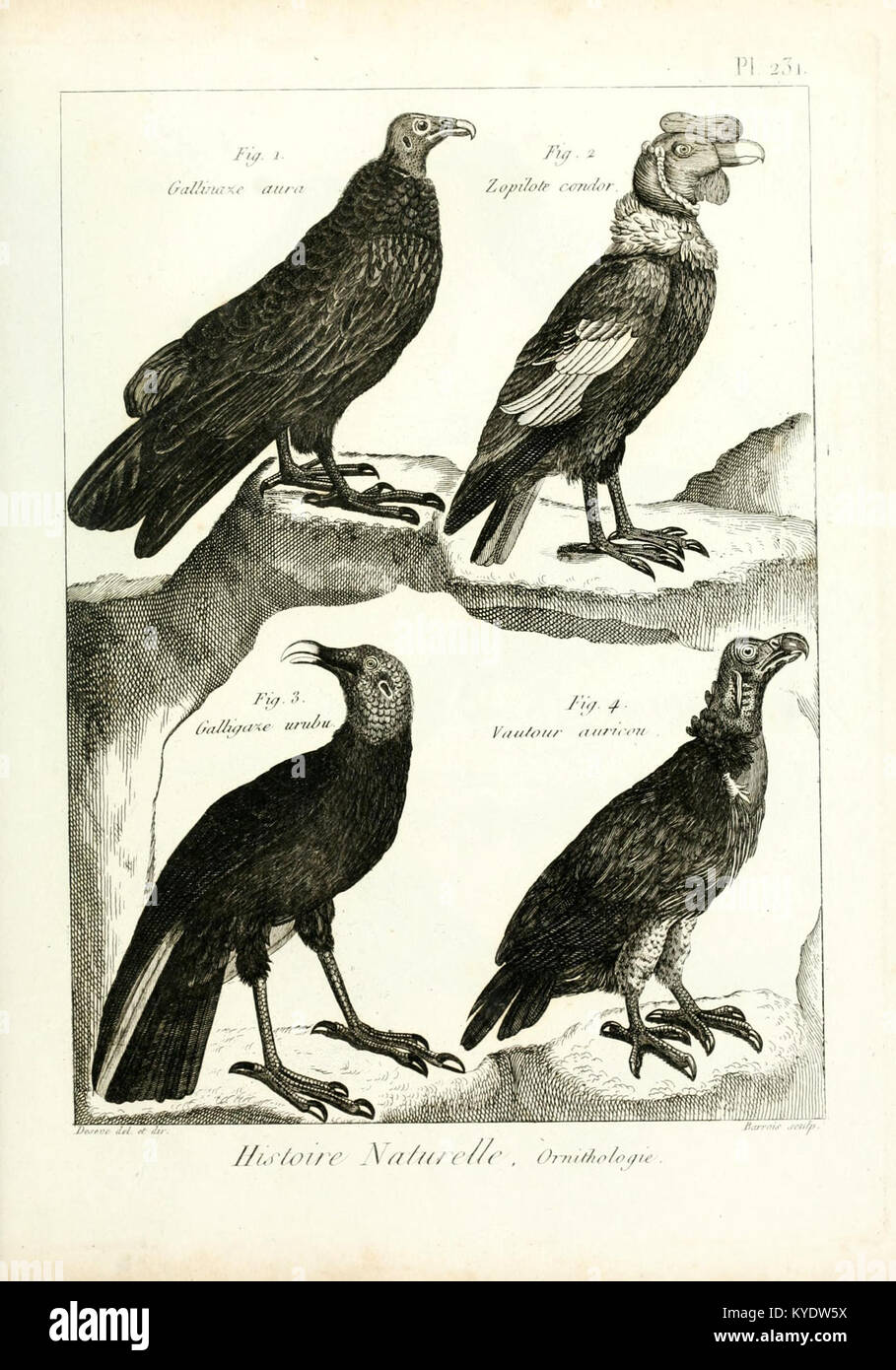 Illustrazione tratta da "Tableau encyclopédique et méthodique des trois règnes de la nature", che mostra specie nei regni minerali, vegetali e animali. Foto Stock