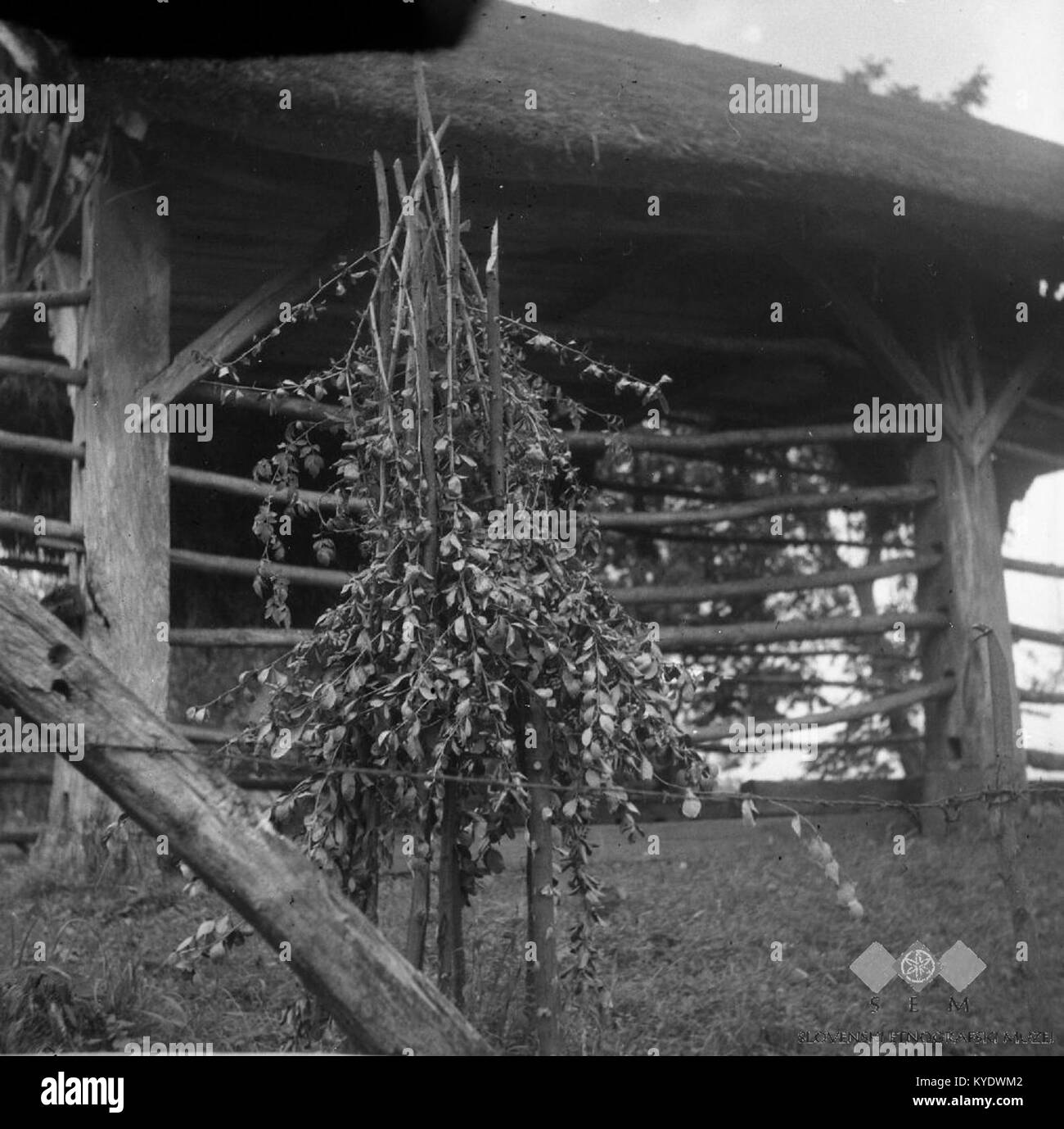 Nel 1956, a Crneca Vas, in Slovenia, gli agricoltori utilizzarono i rami di holly per proteggere i giovani meli dagli animali da pascolo, illustrando le pratiche agricole rurali della metà del XX secolo. Foto Stock