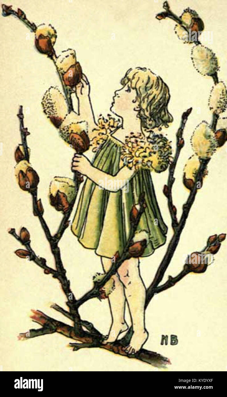 Una pagina illustrata da "The Dumpy Books for Children; No. 7. Un libro di fiori raffigurante piante di salice. La serie, pubblicata all'inizio del XX secolo, presentava libri di piccolo formato progettati per i bambini con illustrazioni educative e artistiche della natura. Foto Stock