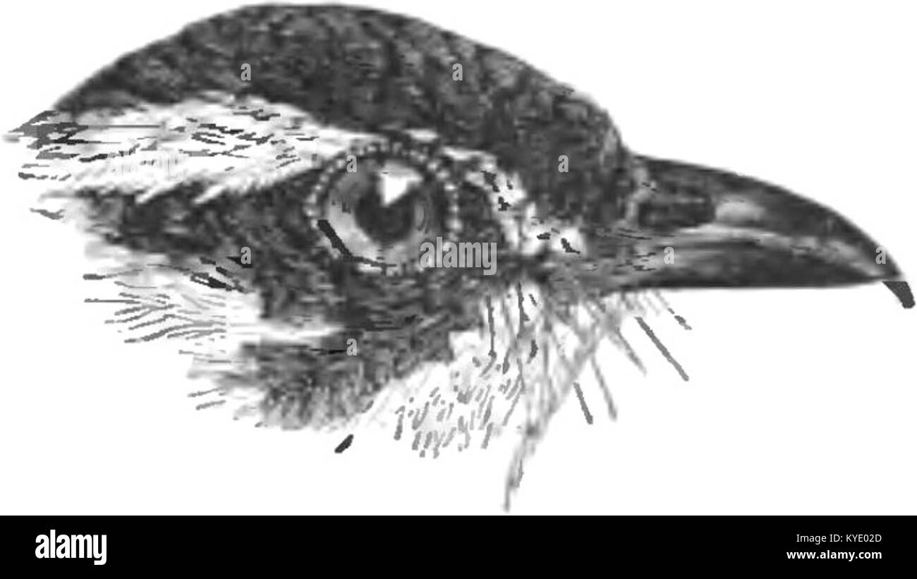 Il volume 1 di "The fauna of British India, including Ceylon and Burma" (uccelli) contiene resoconti dettagliati delle specie e illustrazioni della fauna aviaria in India, Ceylon e Birmania, edito da W.T. Blanford e pubblicato alla fine del XIX secolo. Biodiversity Heritage Library+1 Foto Stock