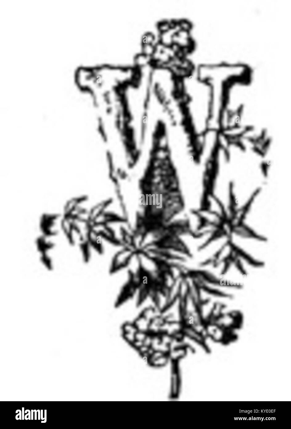 Uno studio artistico della lettera "W", sottolineandone la forma, la simmetria e le qualità stilistiche nel contesto della tipografia e del disegno grafico. Foto Stock