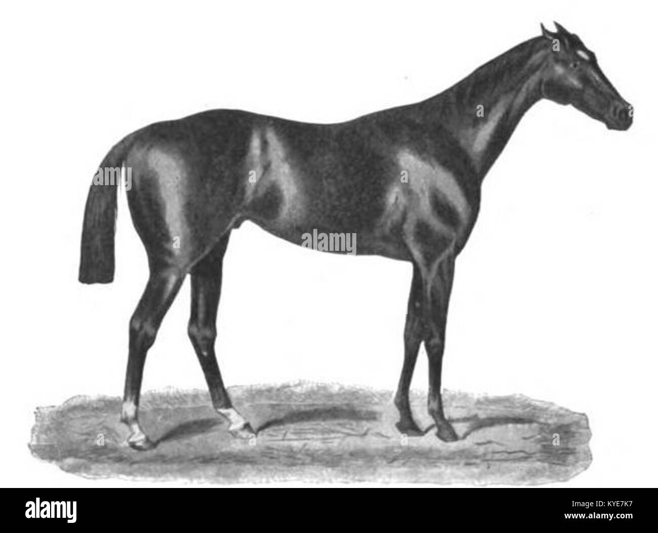Una fotografia o registrazione di Tristan, un cavallo da corsa purosangue noto per la sua carriera da corsa di successo alla fine del XIX secolo, che rappresenta la storia britannica dell'allevamento equino e delle competizioni. Foto Stock