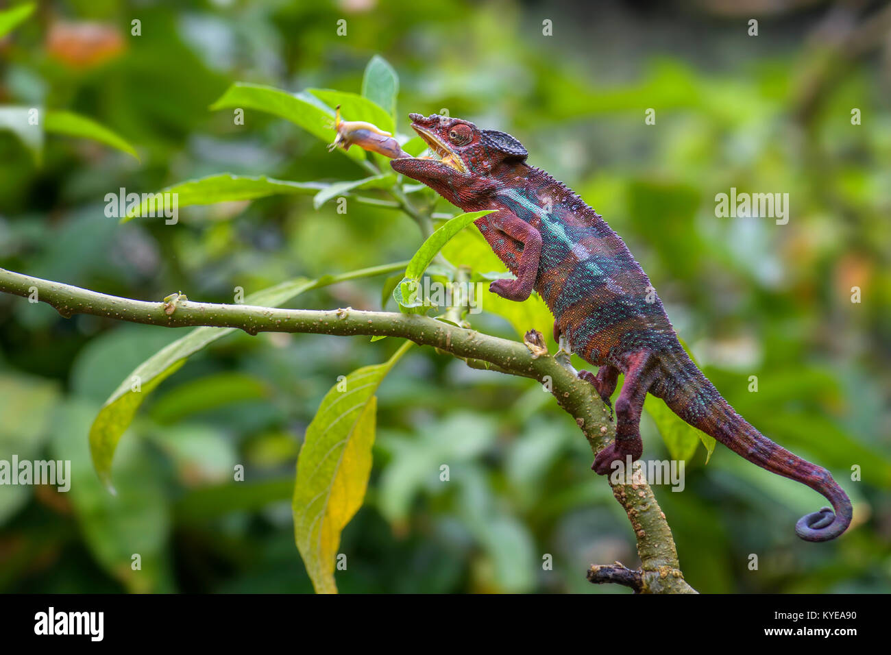 Panther Chameleon - Furcifer pardalis, Madagascar Foto Stock