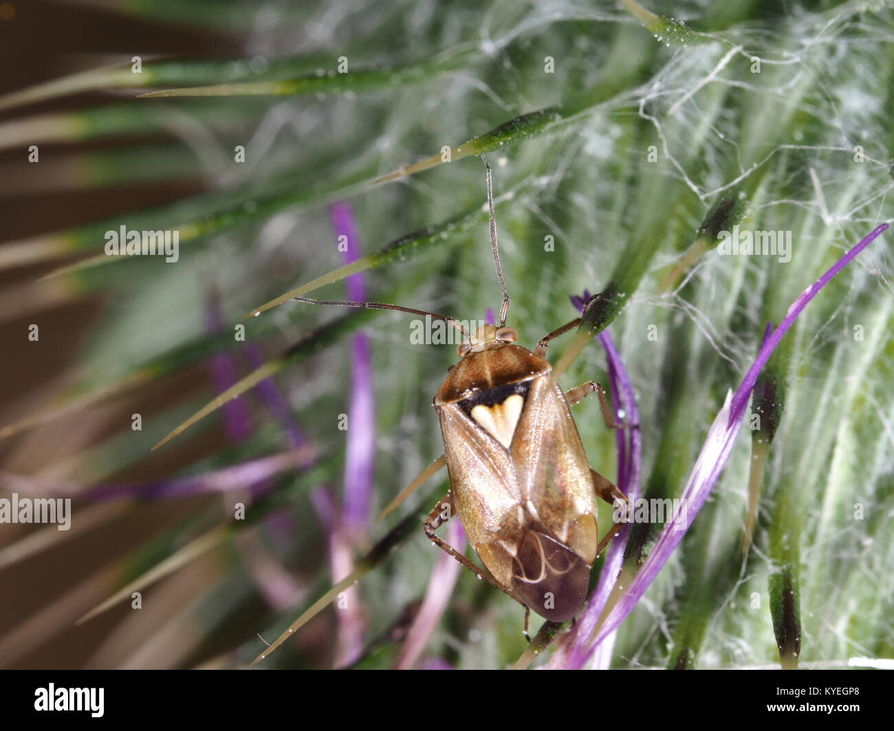 Impianto offuscata bug Lygus lineolaris (o, meno probabile, L. hesperus o L. elisus) su un thistle nella parte occidentale dello stato di Washington, USA Foto Stock