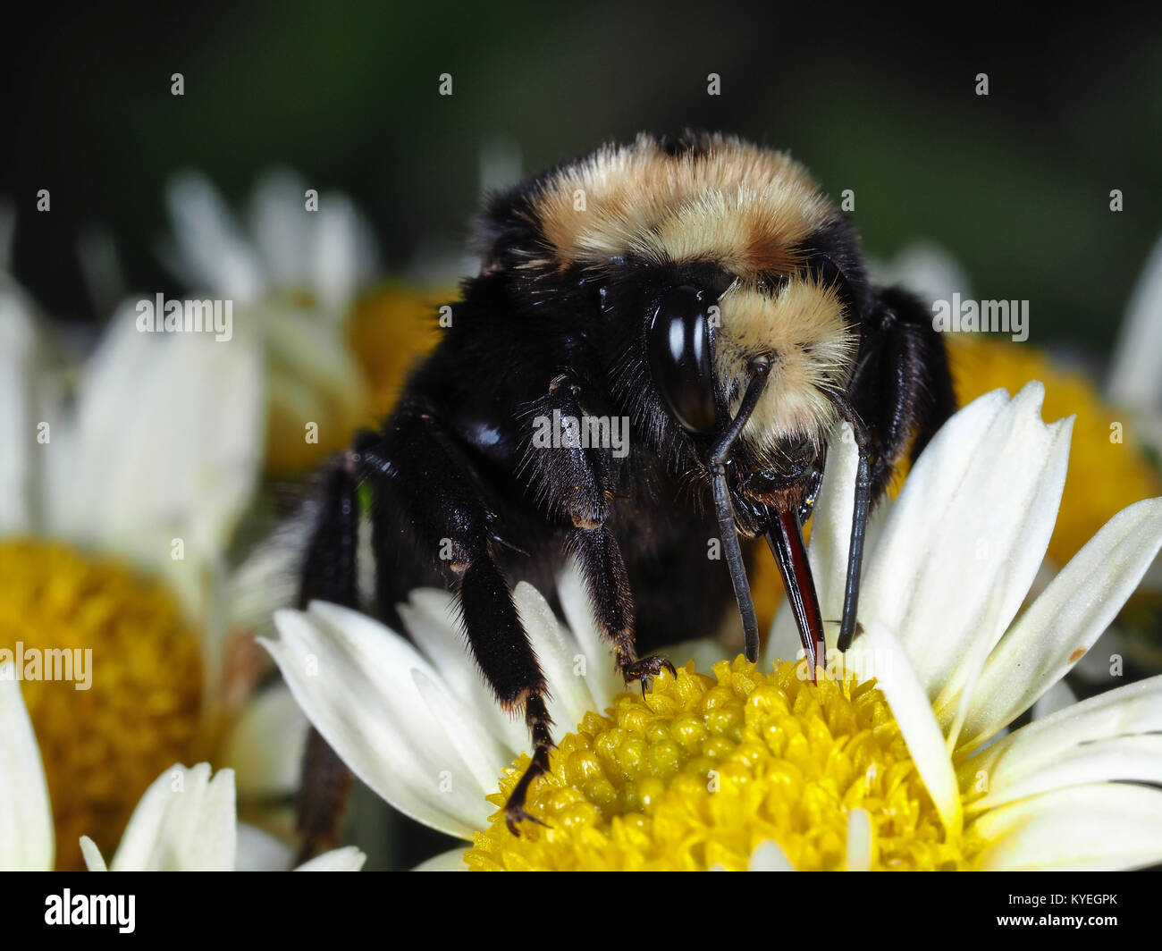 Grandi bumblebee raccogliere cibo su un fiore Foto Stock