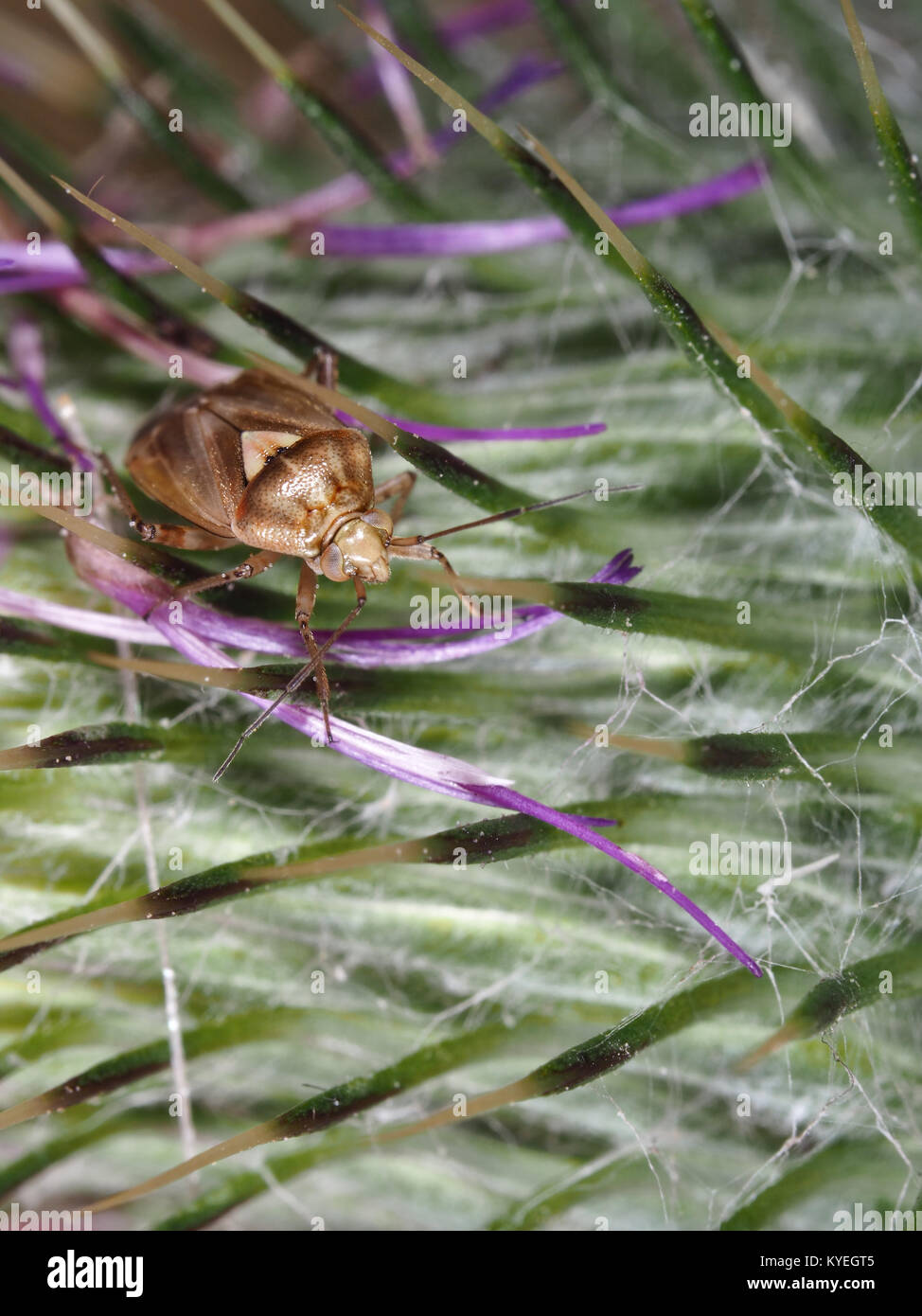 Impianto offuscata bug Lygus lineolaris (o, meno probabile, L. hesperus o L. elisus) su un thistle nella parte occidentale dello stato di Washington, USA Foto Stock