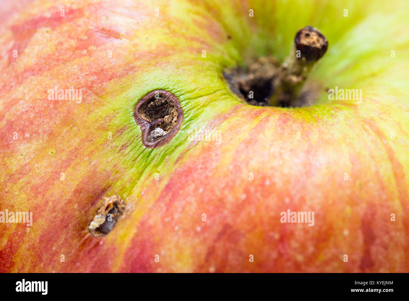 Organici naturali apple mangiato da un worm Foto Stock