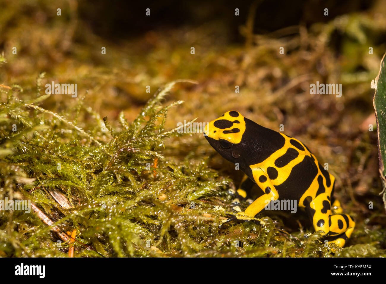 Giallo-nastrare Poison Dart Frog Foto Stock