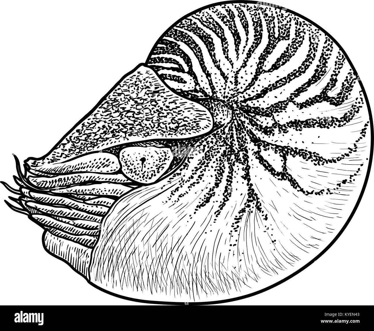 Shell Nautilus immagine, disegno, incisione, inchiostro, line art, vettore Illustrazione Vettoriale