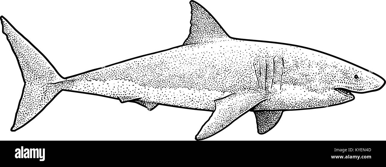 Il grande squalo bianco illustrazione, disegno, incisione, inchiostro, line art, vettore Illustrazione Vettoriale
