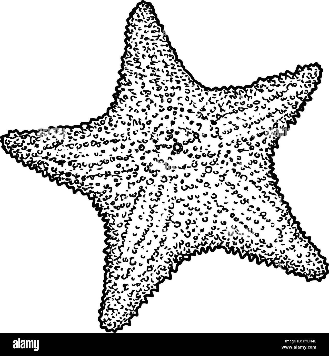 Starfish illustrazione, disegno, incisione, inchiostro, line art, vettore Illustrazione Vettoriale
