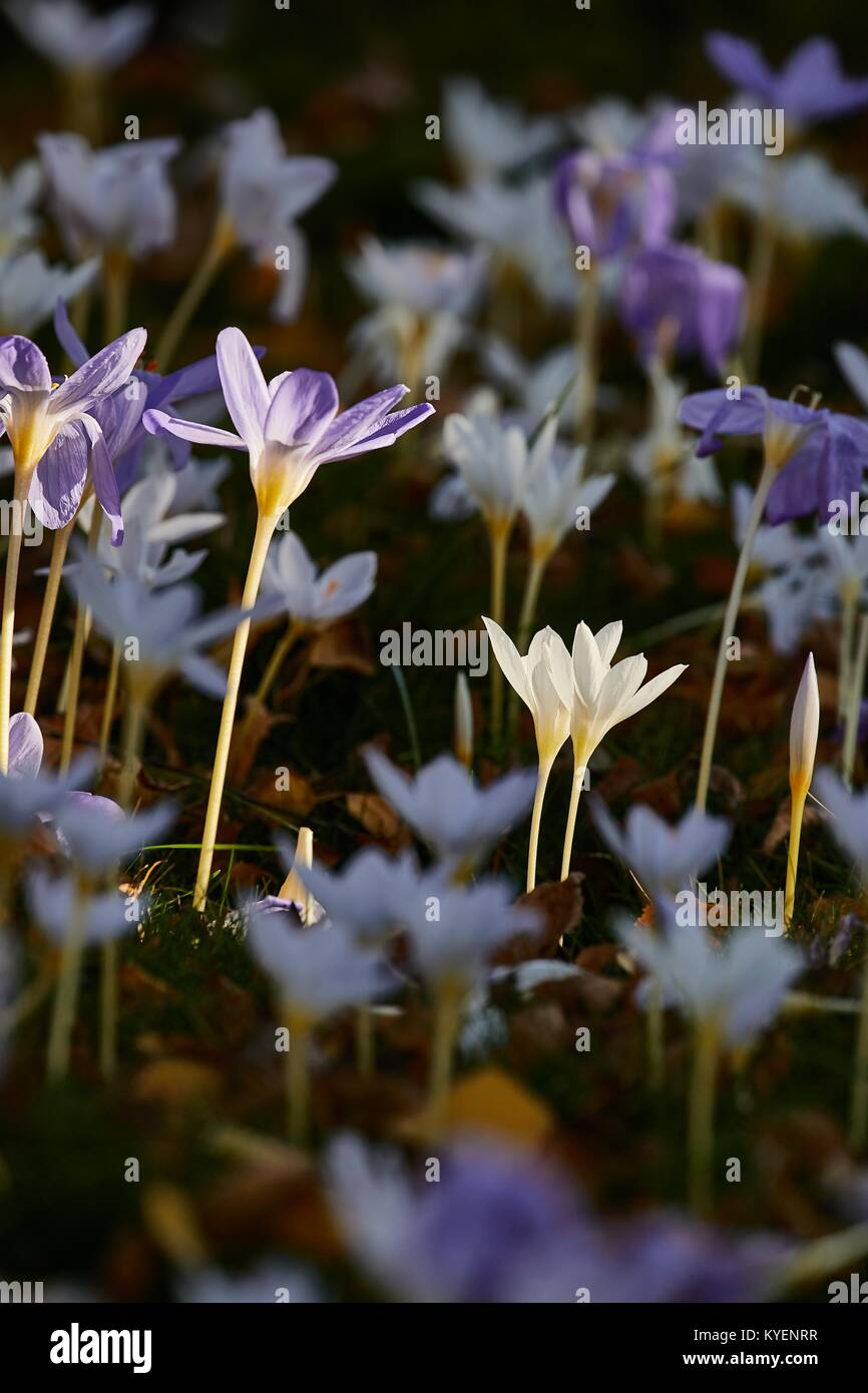 Fiori in breeze Foto Stock