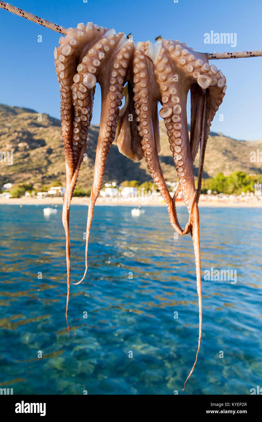 Il polpo fresco di essiccazione al sole del Mediterraneo sull'isola greca di Ios. Foto Stock