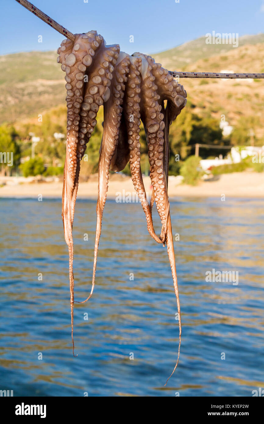 Il polpo fresco appeso su una linea di essiccazione al sole del Mediterraneo sull'isola greca di Ios. Foto Stock