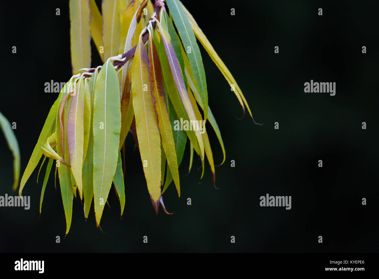 Giallo Verde foglie Foto Stock