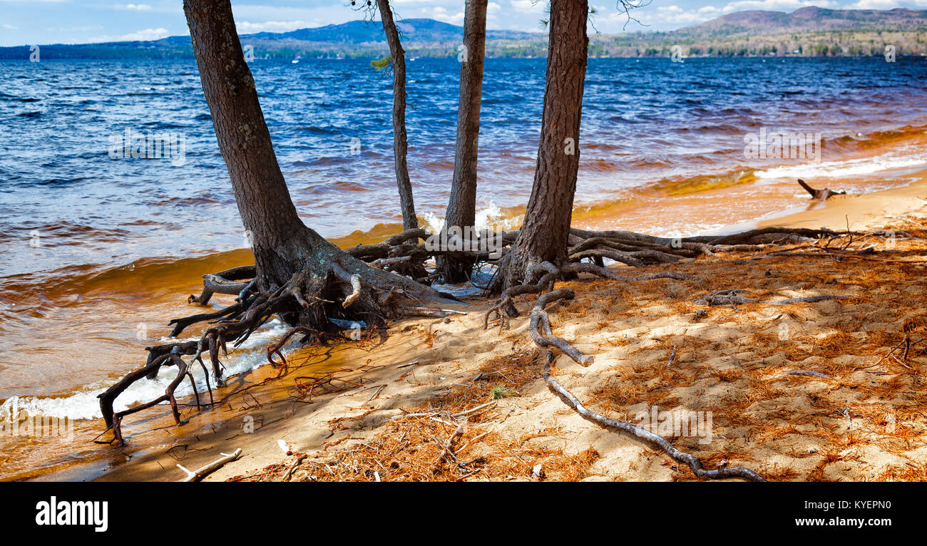 Lago con alberi che crescono nella sabbia al bordo dell'acqua in primo piano. Radici esposte. Posizione: Sebago Lake, Maine. Foto Stock