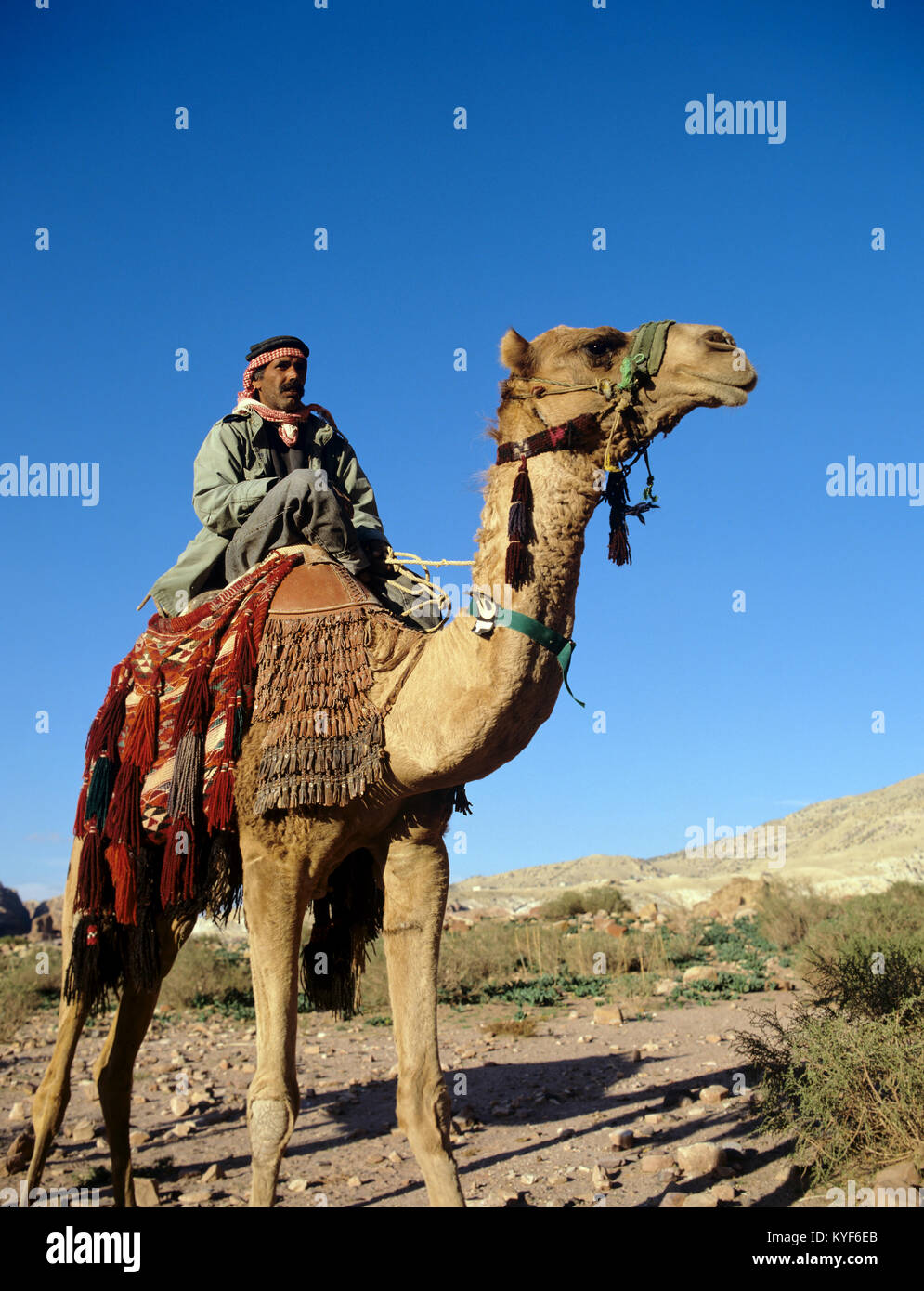 2278. Uomo beduino a dorso di cammello, Petra, Ma'an Gov, Giordania Foto Stock